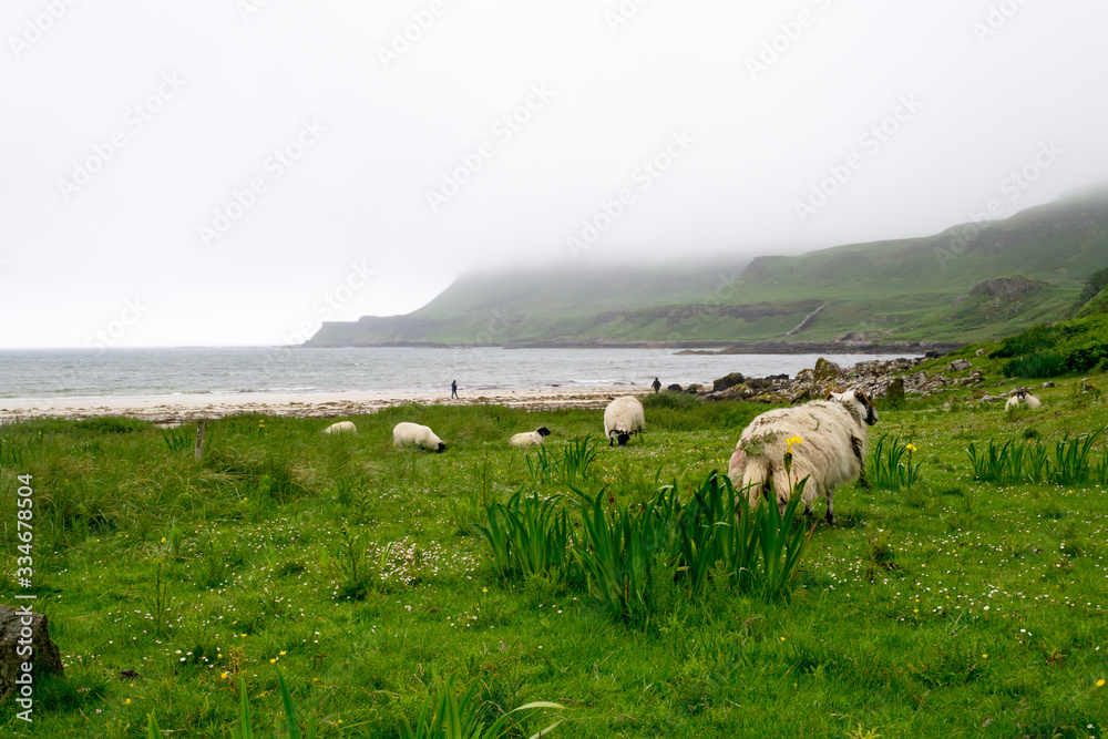 Landscape view of Calgary beach in Mull island, one of the main of the inner Hebrides in Scotland with some sheeps grazing the grass . It was a foggy summer day and the atmosphere was quiet and wet 