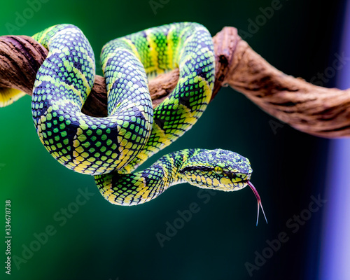 reptile and amphibian in macrophotography