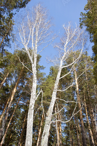 trees in forest