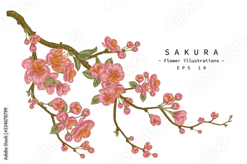 Sketch Floral decorative set. Cherry blossom flower drawings. Vintage line art isolated on white backgrounds. Hand Drawn Botanical Illustrations. Elements vector.