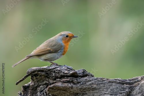 Beautiful European Robin (Erithacus rubecula) on a tree trunk in the forest of Noord Brabant in the Netherlands. copy space. © Albert Beukhof