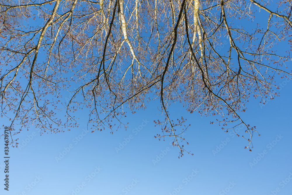 Pappel Äste von unten nach oben in den Himmel gesehen blick Pappel Äste von unten nach oben in den Himmel gesehen blick