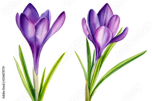 greeting card with spring crocus flowers, watercolor painting, hand drawinggreeting card with spring crocus flowers, watercolor painting, hand drawing