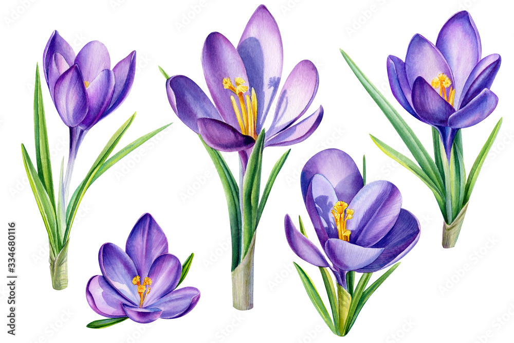 greeting card with spring crocus flowers, watercolor painting, hand drawinggreeting card with spring crocus flowers, watercolor painting, hand drawing greeting card with spring crocus flowers, watercolor painting, hand drawinggreeting card with spring crocus flowers, watercolor painting, hand drawing