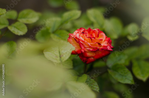 A beautiful two-tone rose grows in the garden. Soft focus, Close up view, Copy space.