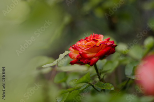 A beautiful two-tone rose grows in the garden. Soft focus, Close up view, Copy space.
