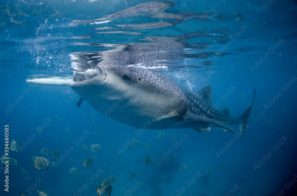 Fototapeta premium squalo balena