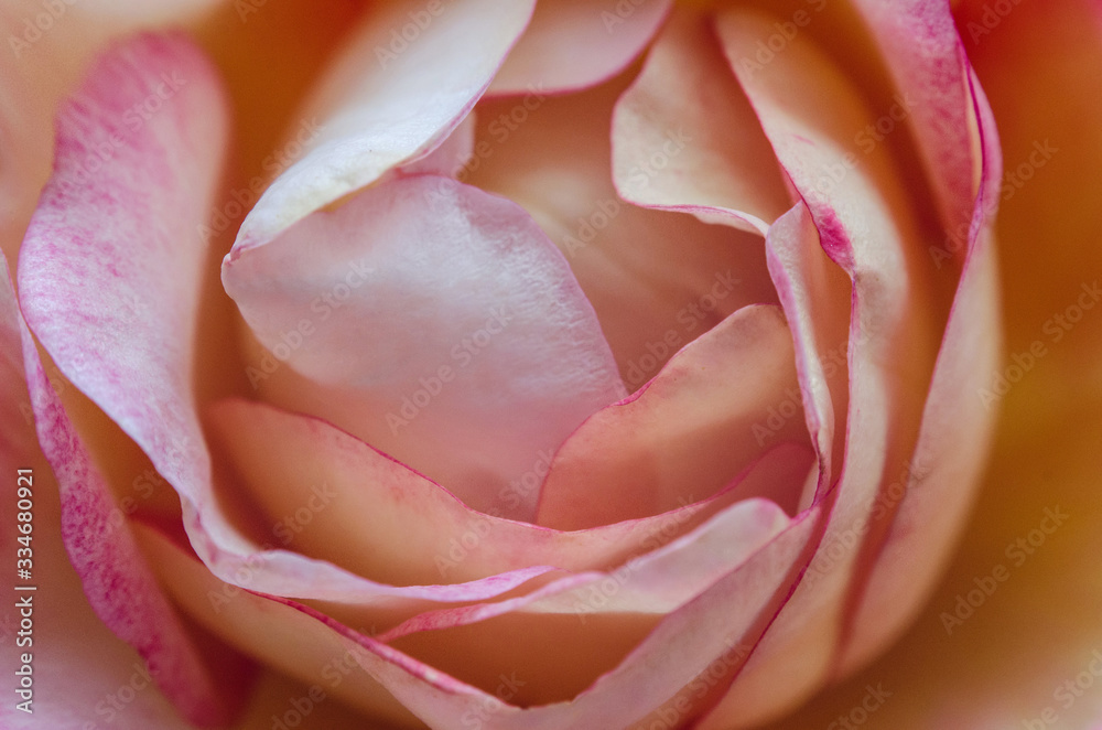 Close up view of a blossomed pink rose flower, soft focus Close up view of a blossomed pink rose flower, soft focus