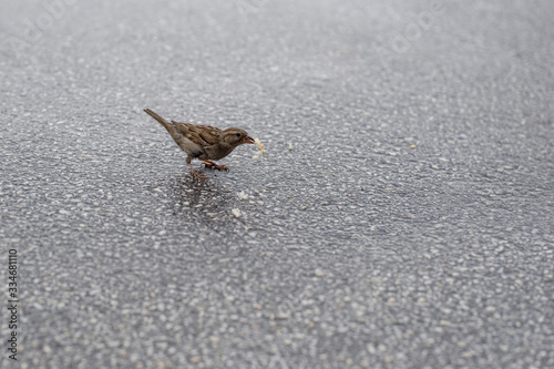 A little sparrow is eating bread crumbs on the street.