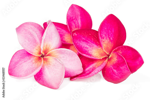 Three Pink frangipani flowers or plumeria on white background   isolated