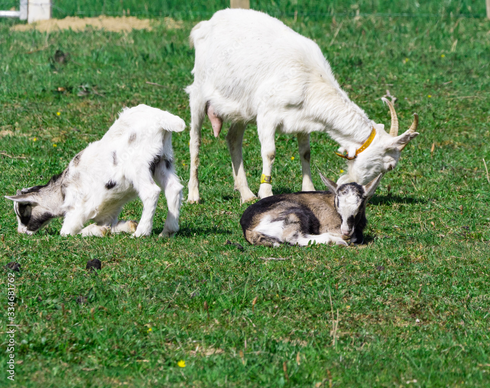 Obraz premium En famille