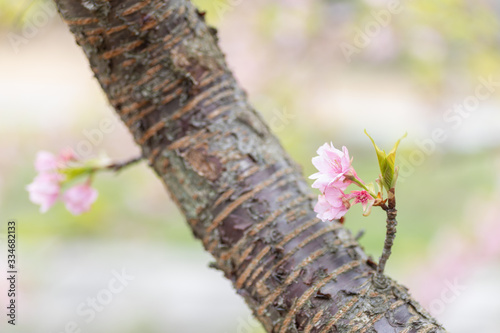 桜の新芽 © enasak