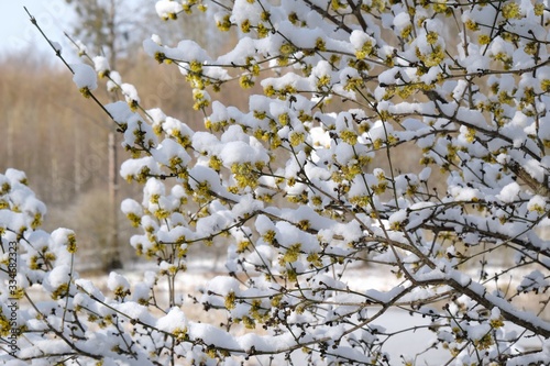 The blooming tree with yellow flowers - Cornus mas (Cornelian cherry, European cornel or Cornelian cherry dogwood) covered snow. The return of winter in spring, when fruit trees begin to bloom.