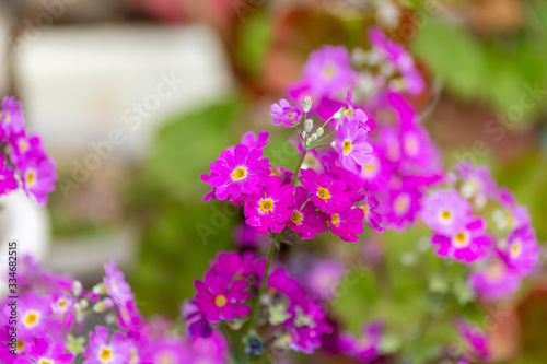 Wallpaper Mural プリムラ Torontodigital.ca