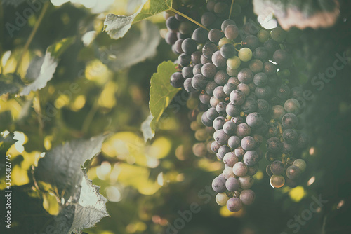 Vineyard and grape in the natural place