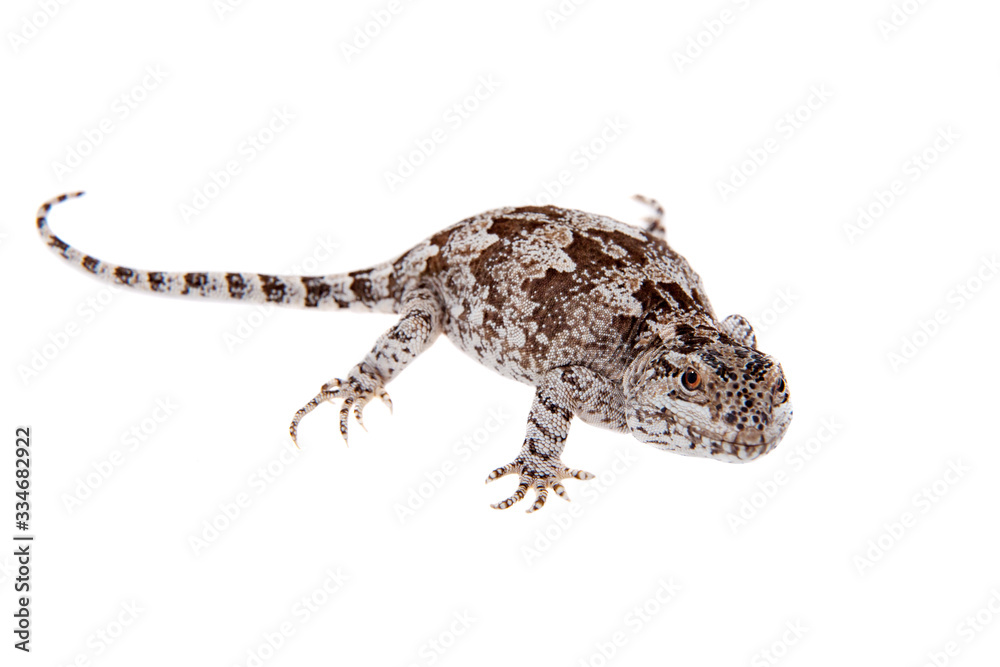 Naklejka premium Darwin's iguana or Diplolaemus darwinii on white