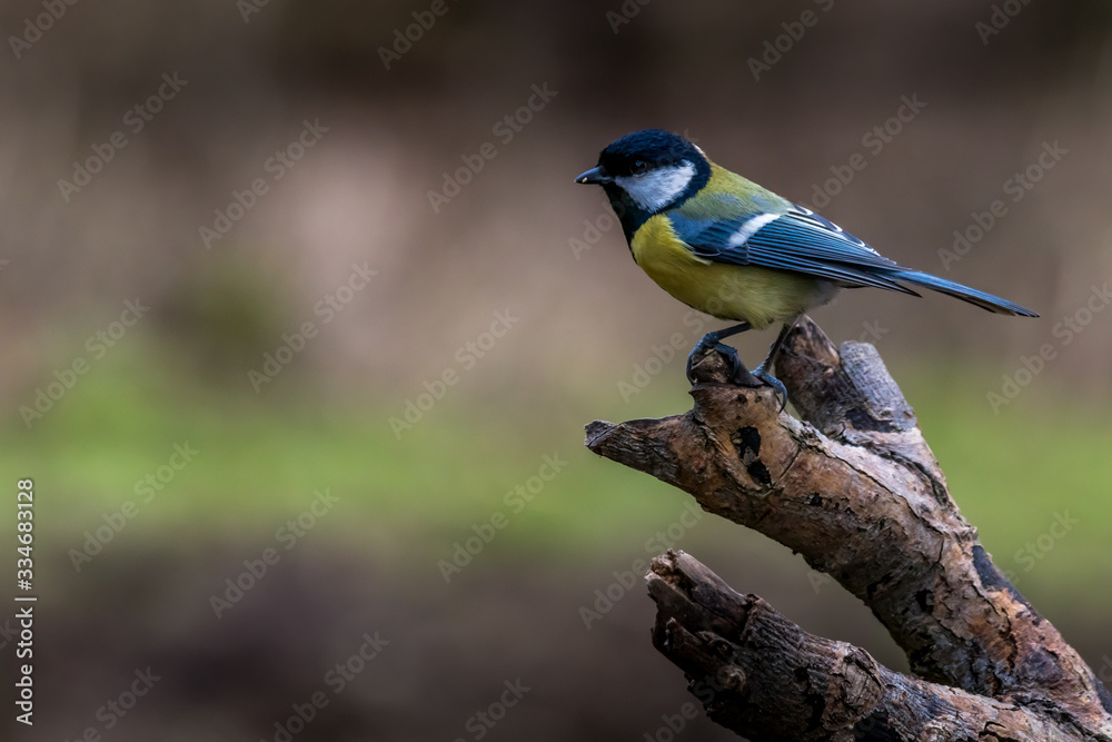 Naklejka premium A coal tit in a little forest not far away from the Mönchbruch pond, a natural reserve, looking for food in winter.