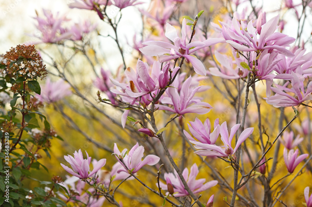 pink magnolia flowers in a garden in Sochi Russia