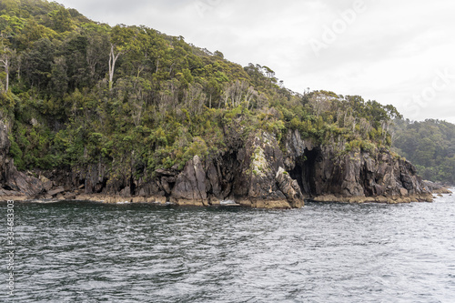 thick vegetation on cape at fjord shore,  Milford Sound, New Zealand