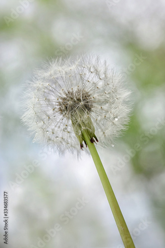 Dandelion flowers  cloesup view. Spring photography with green background  soft focus  bokeh.
