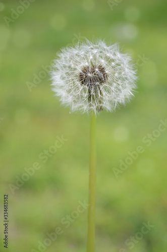 Dandelion flowers  cloesup view. Spring photography with green background  soft focus  bokeh.