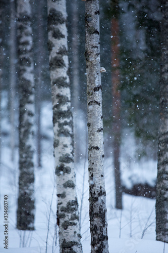 forest in winter