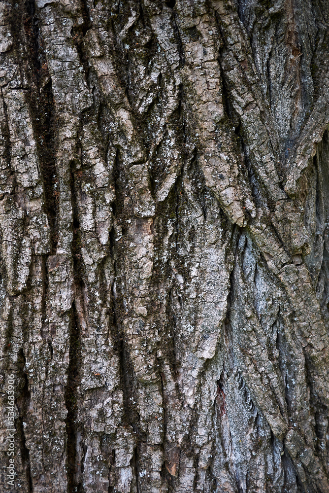 Fototapeta premium Populus nigra italica
