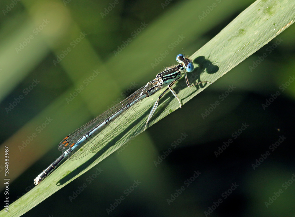 dragonfly on leaf dragonfly on leaf