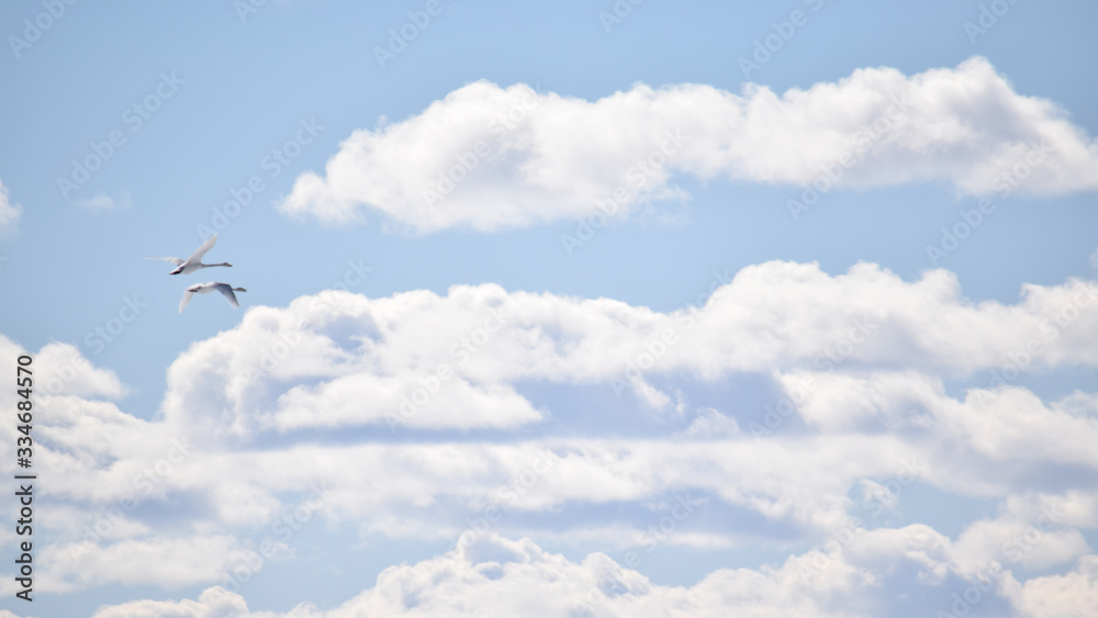 Fototapeta premium blue sky with clouds and swans