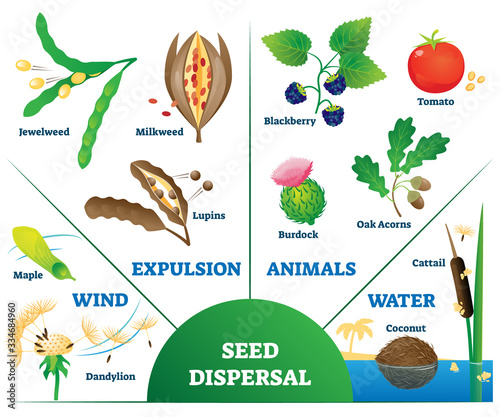 Seed dispersal vector illustration. Labeled plant movement division scheme.
