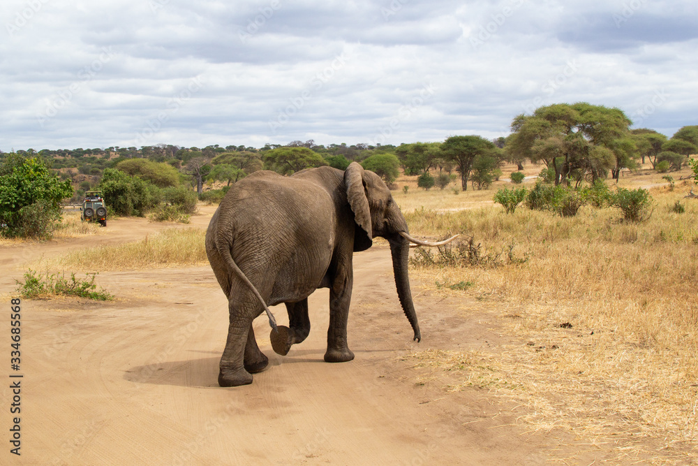 Fototapeta premium Female elephant walking on the yellow grass of the savanna of Tarangire National Park, in Tanzania