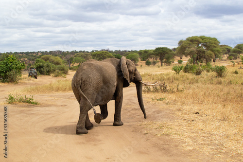Female elephant walking on the yellow grass of the savanna of Tarangire National Park, in Tanzania