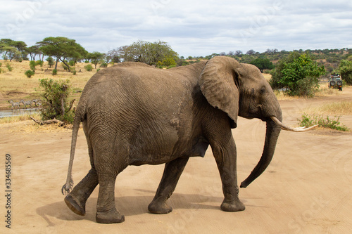 Female elephant walking on the yellow grass of the savanna of Tarangire National Park  in Tanzania