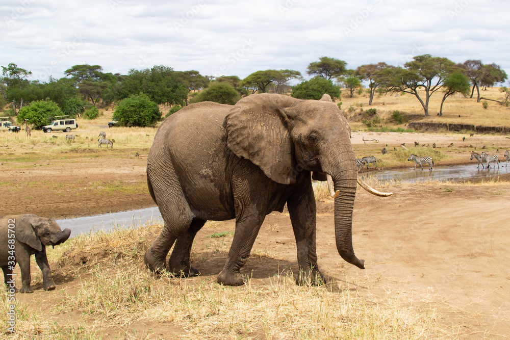 Female elephant walking on the yellow grass of the savanna of Tarangire National Park, in Tanzania