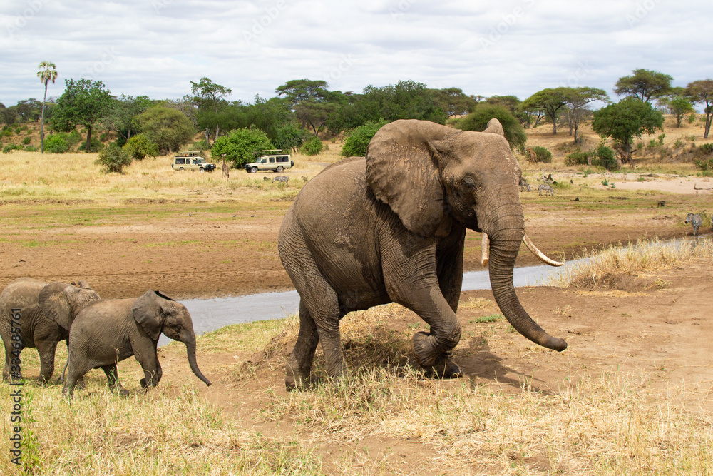 Fototapeta premium Female elephant taking care of her babies on a riverside of the savanna of Tarangire National Park, in Tanzania