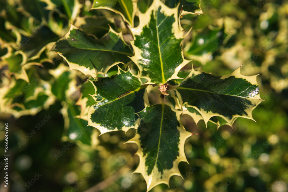 Ilex aquifolium. Holly green foliage. Green leaves close up