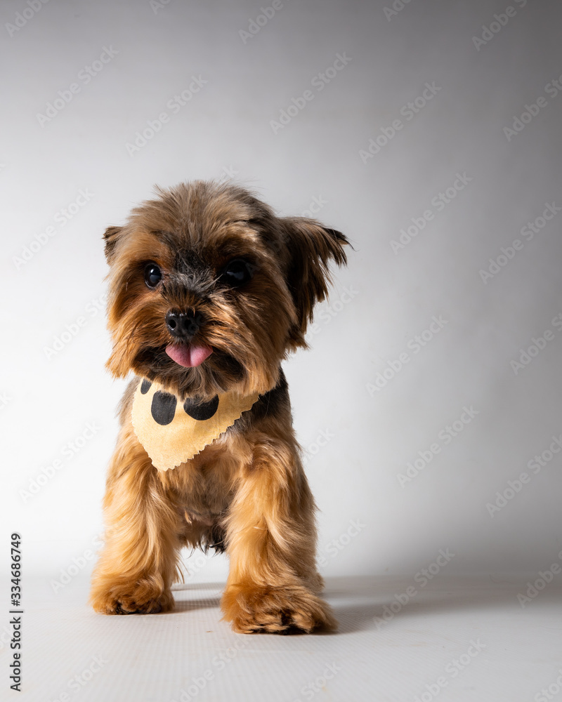Tongue out yorkie