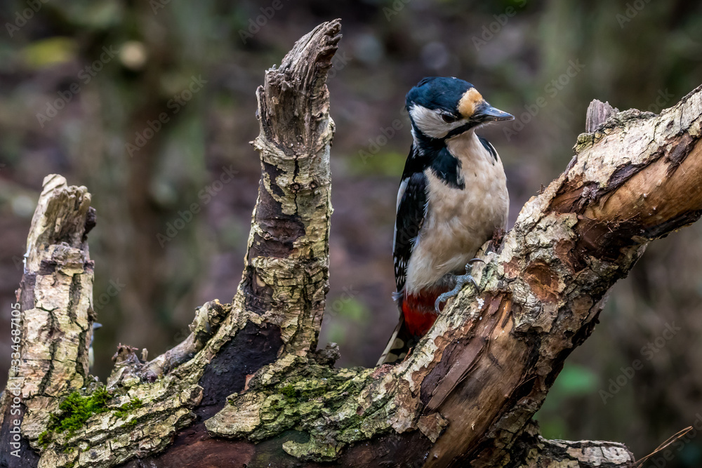A woodpecker in a little forest not far away from the Mönchbruch pond, a natural reserve. Looking for food in winter. A woodpecker in a little forest not far away from the Mönchbruch pond, a natural reserve. Looking for food in winter.