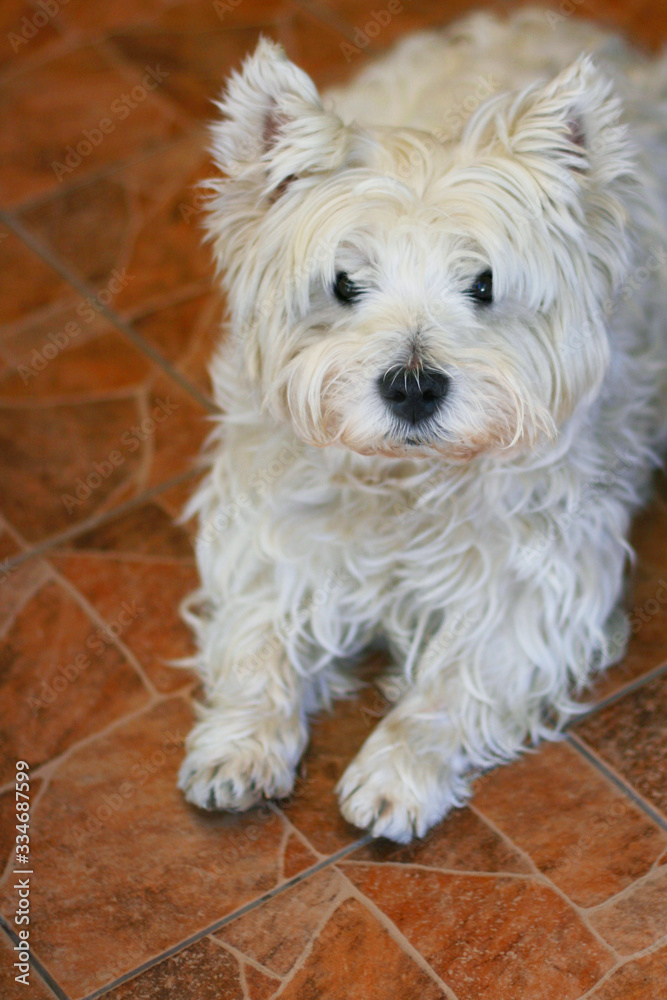 Cute west highland white terrier is laying on the floor. Cute west highland white terrier is laying on the floor.