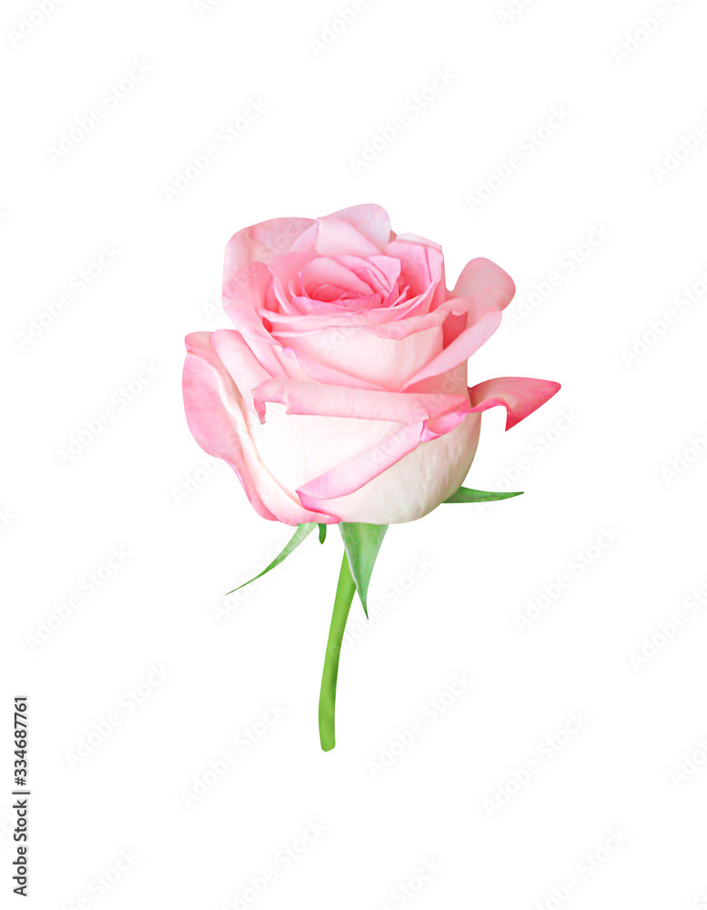Pink rose bud flower isolated on white background , clipping path Pink rose bud flower isolated on white background , clipping path