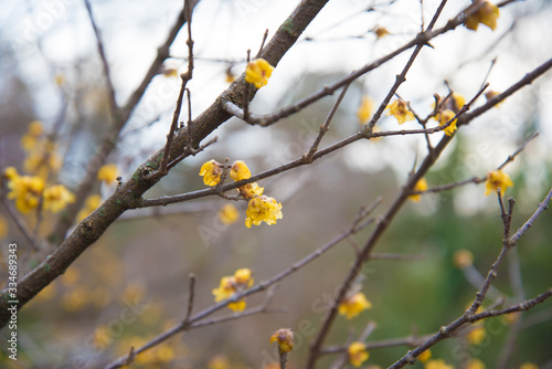 Wallpaper Mural Chimonanthus praecox in early spring. The so-called caramel tree with small yellow flowers Torontodigital.ca