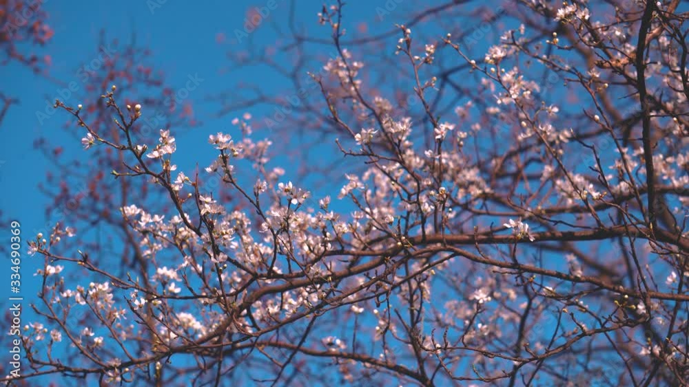 Bloomed Branch With a White Colors In The Spring Bloomed Branch With a White Colors In The Spring