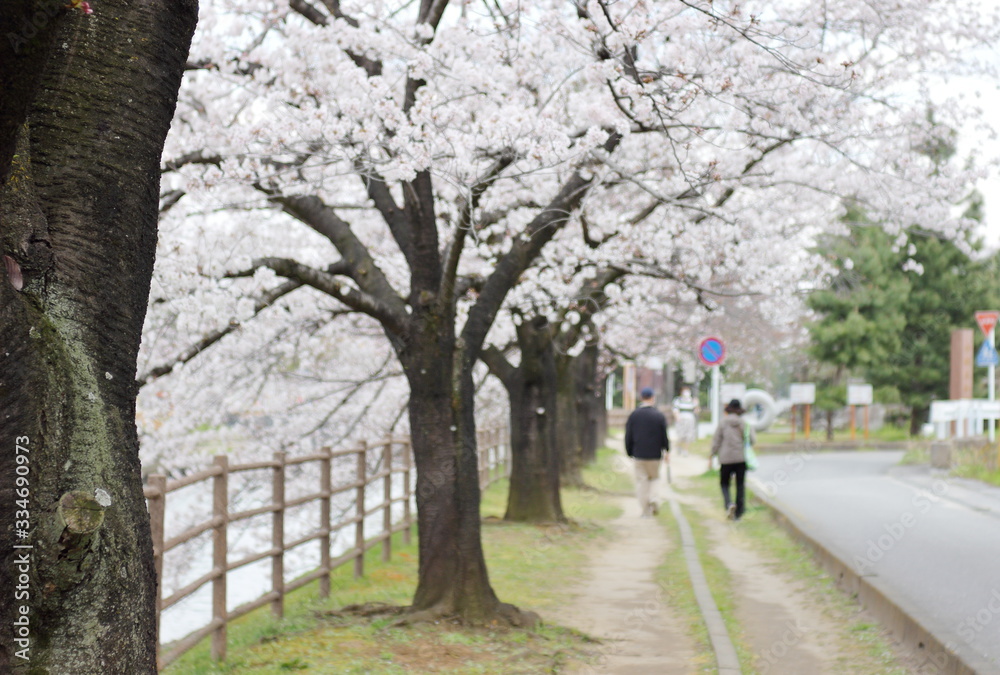 川の土手の桜の並木　町の景色　日本の春