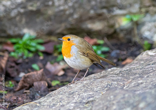 Side view of an adult male Robin