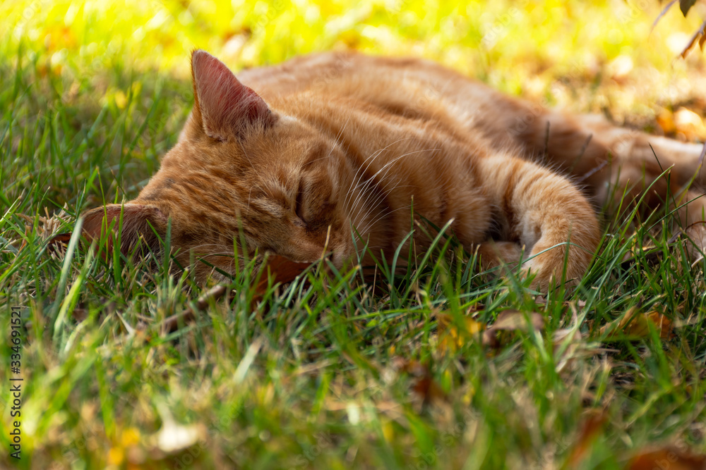 Red cat sleeping on the green grass. Small cute kitten cat sleeping outside in the park with flower grass background