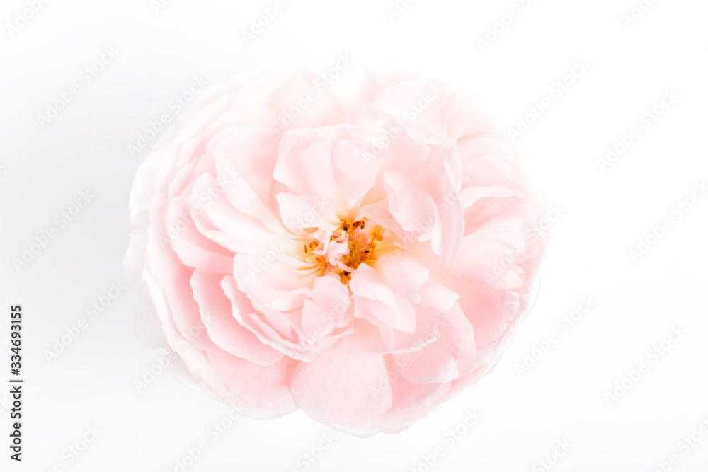 Pink rose flower on white background. Overhead view