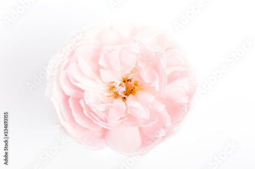 Pink rose flower on white background. Overhead view