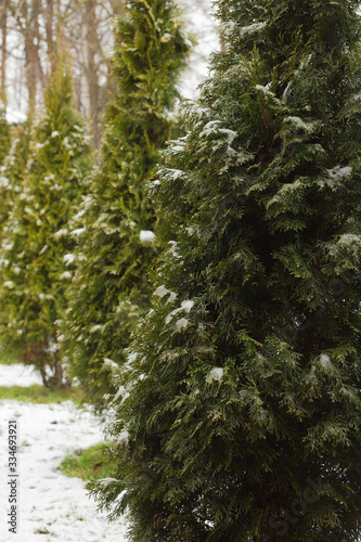 Thuja in the yard.