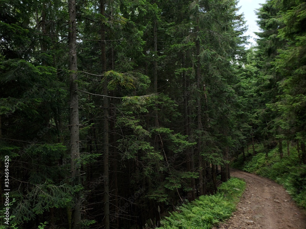 A photo of a forest in the summertime with pine trees and road.
