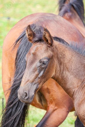 bay foal who is with his mother in the summer in a meadow